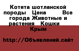 Котята шотланской породы › Цена ­ 40 - Все города Животные и растения » Кошки   . Крым